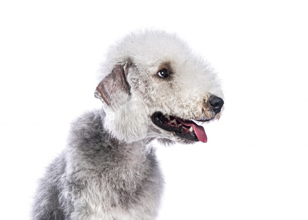Bedlington Terrier