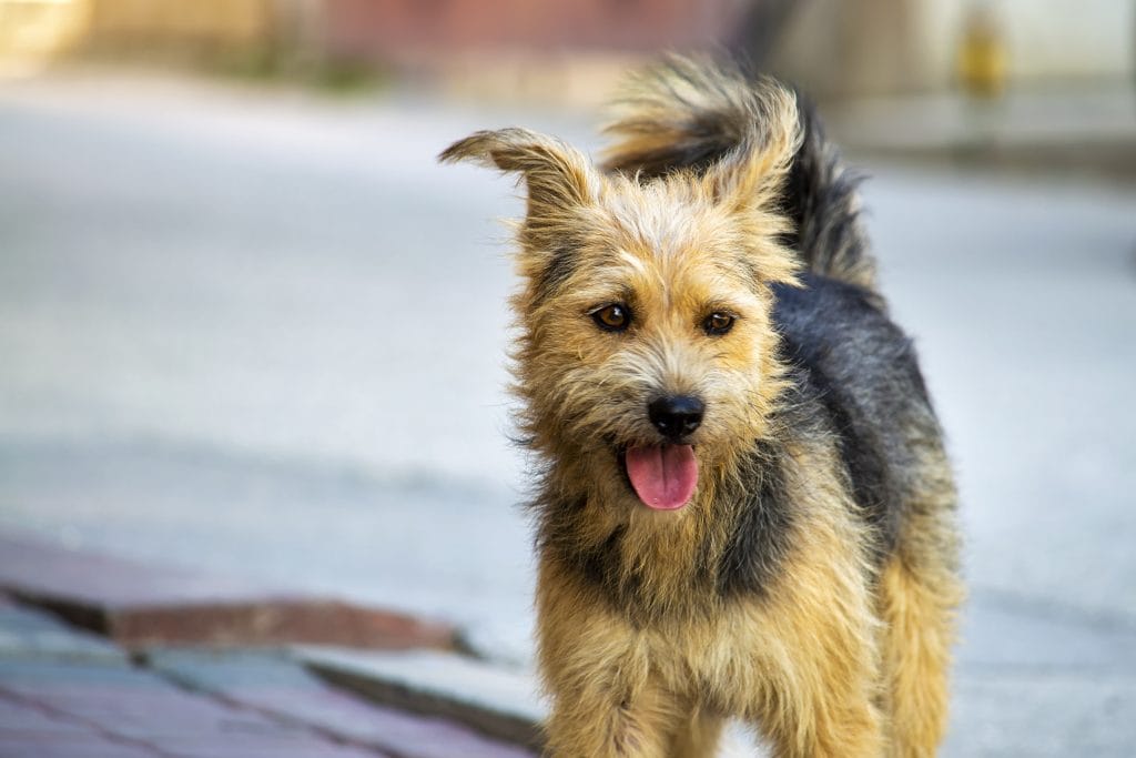 Australian Terrier – a dog for all occasions