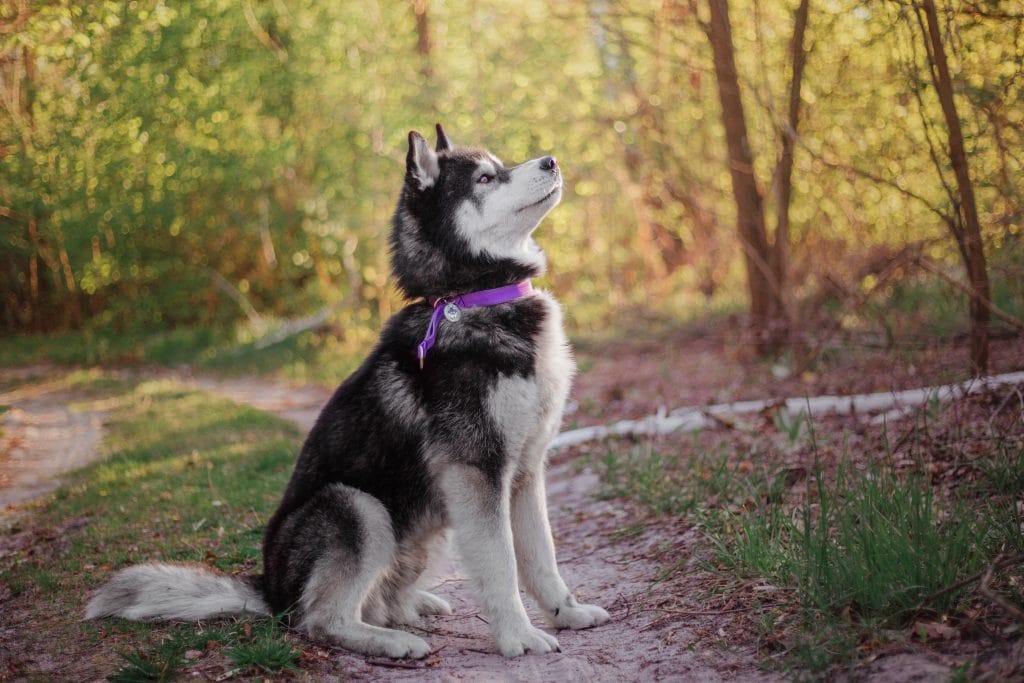 A portrait of an Alaskan Klee Kai