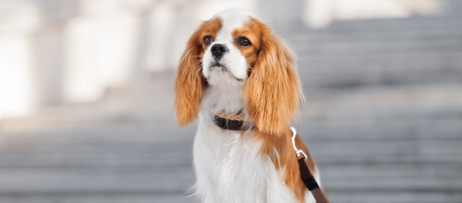 Cavalier King Charles Spaniel: small dog with a big heart