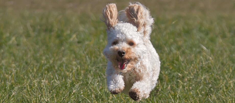 Cavapoo – a lovable companion dog in a teddy look