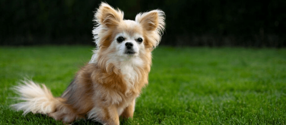 Chihuahua – small dog with a big ego