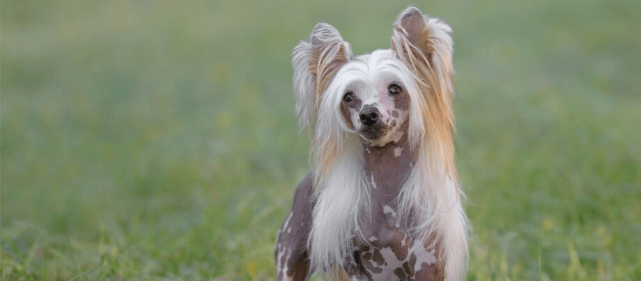 Chinese Crested Dog: cheerful mini sleuth with an extravagant look