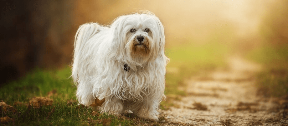 Coton de Tuléar – little sunshine with a mind of its own