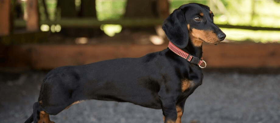 Dachshund – charmer with short legs