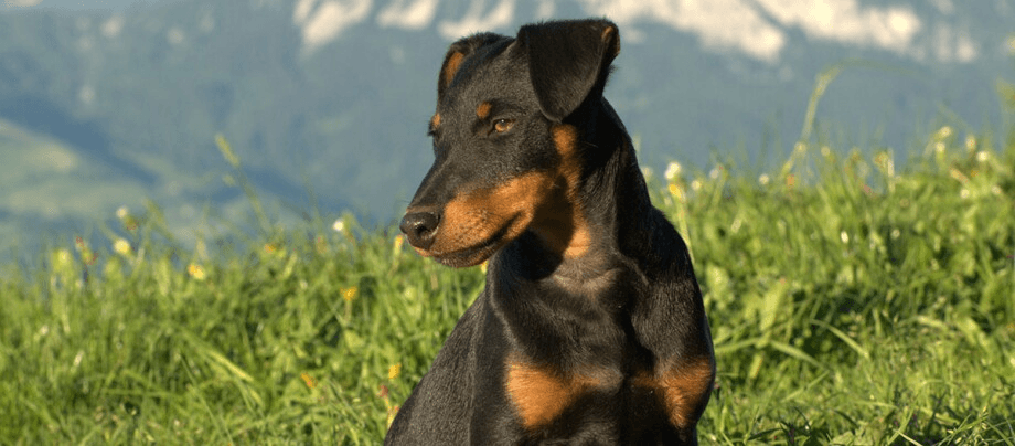 German Hunting Terrier – in the best case in the hands of hunters