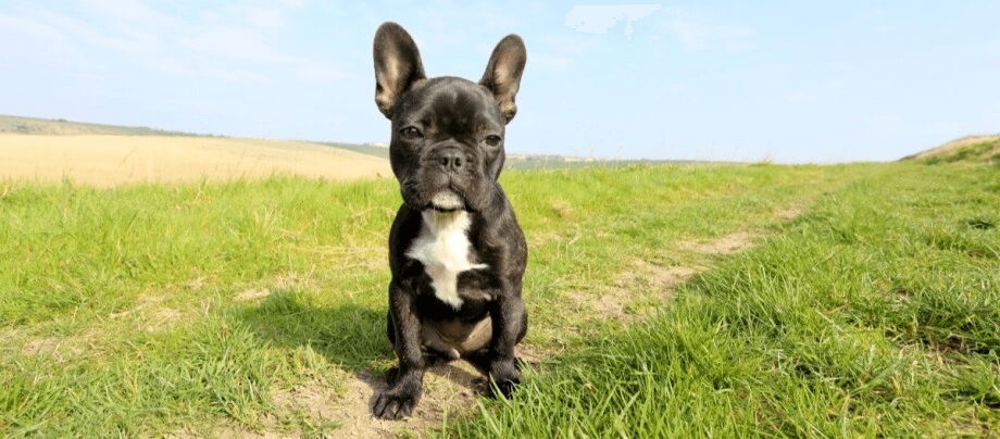 French Bulldog – a loyal and affectionate companion