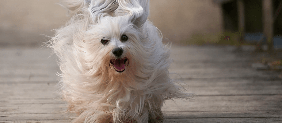 Havanese – smart charm on four paws