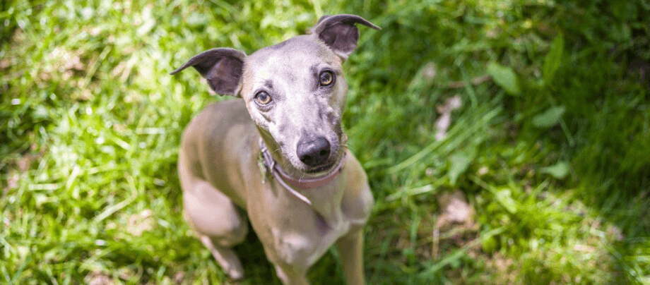 Italian Greyhound: a small hunter with a great history