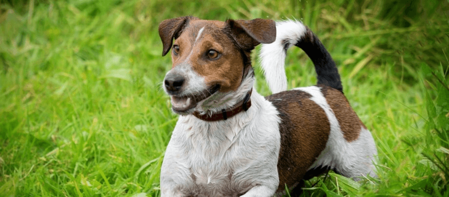 Jack Russell Terrier – a little cheeky badger causes a hustle and bustle