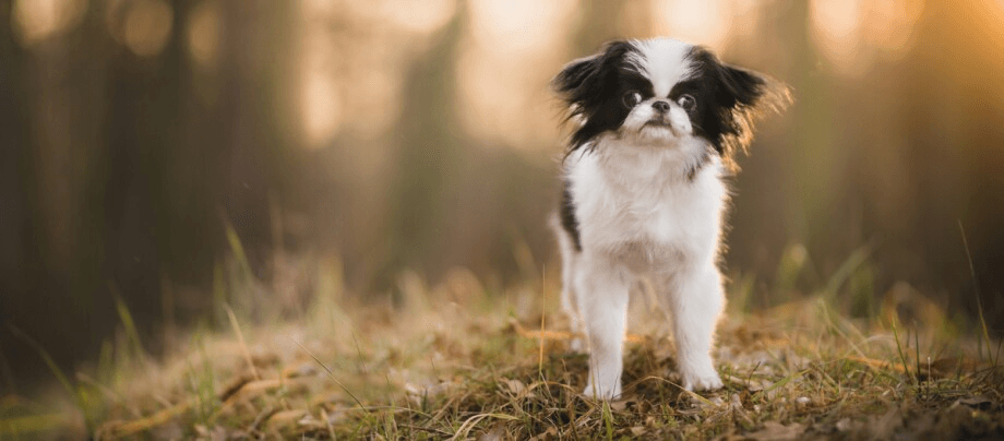 Japan Chin – lovable companion dog in handbag format