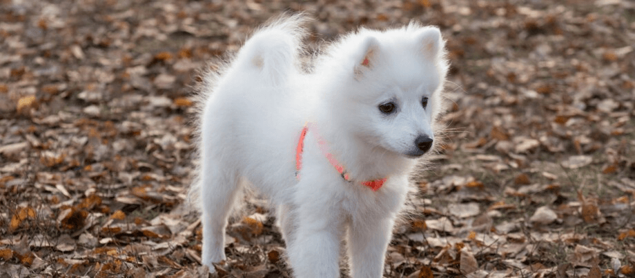Japanese Spitz: bright small dog of enchanting elegance