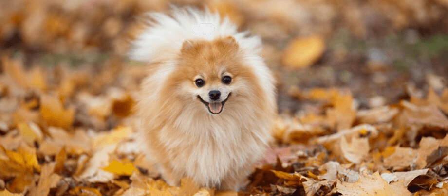 The Lesser Spitz – an attentive guard and companion dog