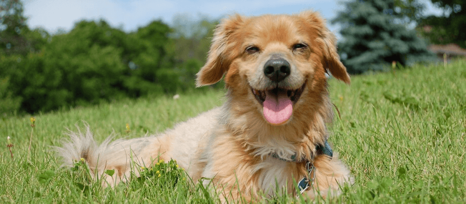 The Kokoni – a loyal playmate with a lot of energy