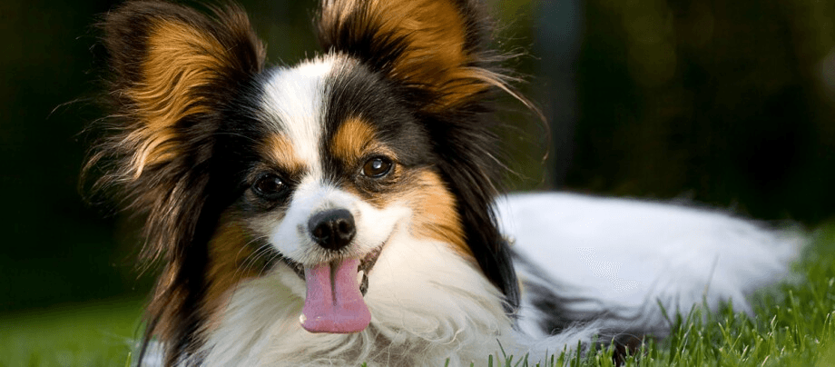 Continental Miniature Spaniel – cheerful bundle of energy on four paws