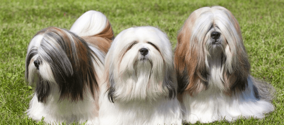Lhasa Apso: lovable companion with an idiosyncratic character