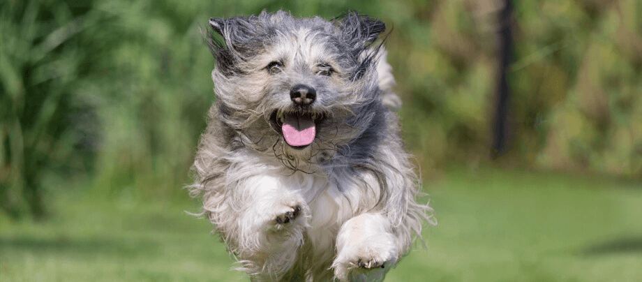 Löwchen – mini lion with heart and charm