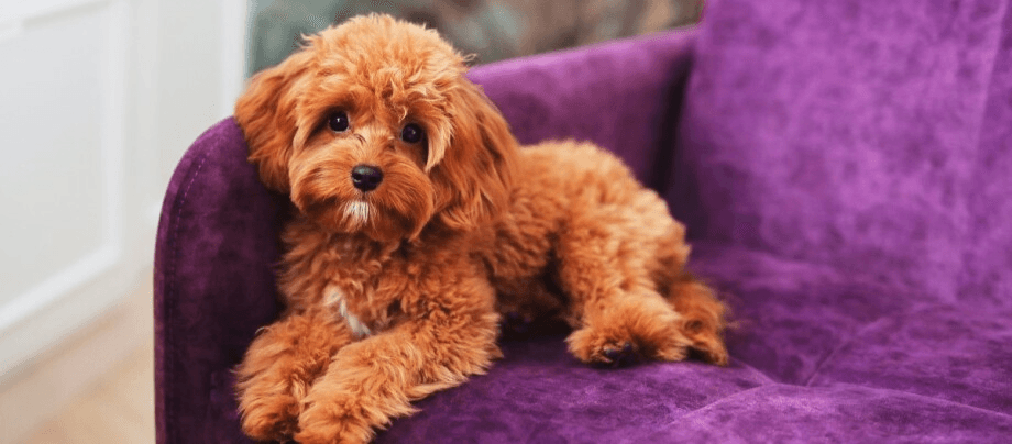 Maltipoo – fuzzy companion dog for the whole family