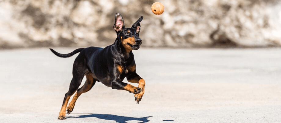 Manchester Terrier – the elegant bundle of energy from Great Britain