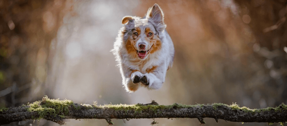 Mini Australian Shepherd – small herding dog with a big heart