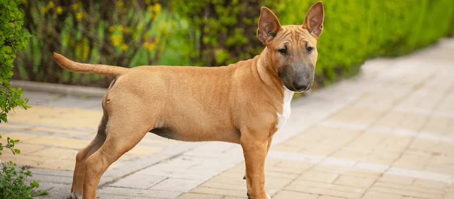 Miniature Bull Terrier – lots of character despite small size