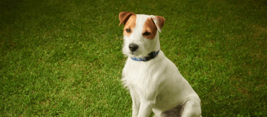 Parson Russell Terrier – cheerful leisure buddy with character