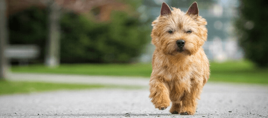 Norwich Terrier – a big heart on small paws