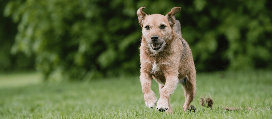 Patterdale Terrier – strong-willed hunting dog for active country life