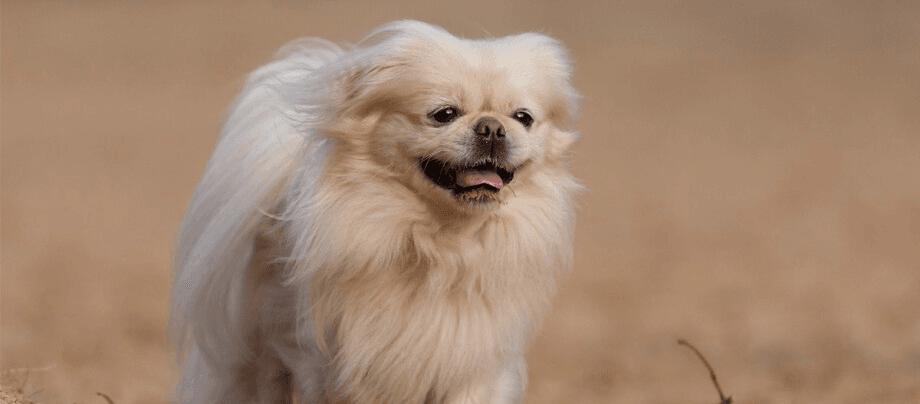 Pekingese: charming companion dog with an idiosyncratic character