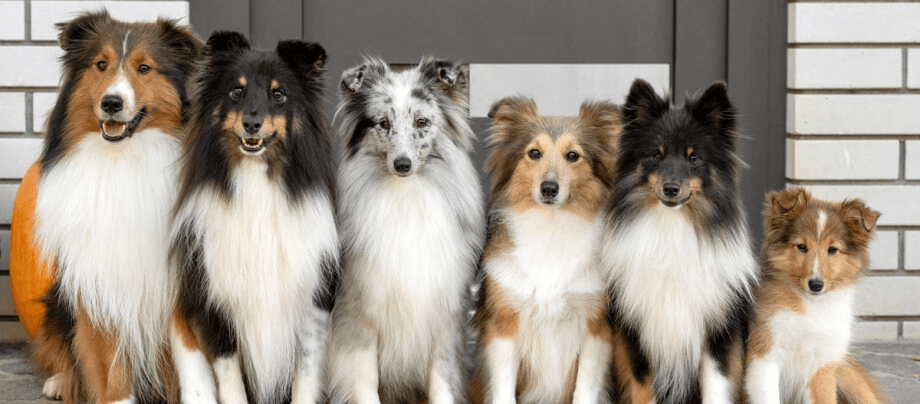 Shetland Sheepdogs – little bundles of energy with a big heart