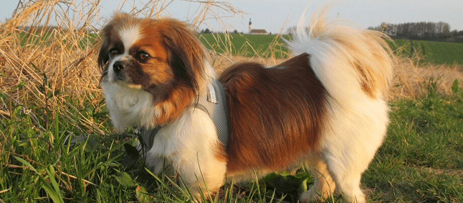 Tibetan Spaniel – the little lion dog from Tibet