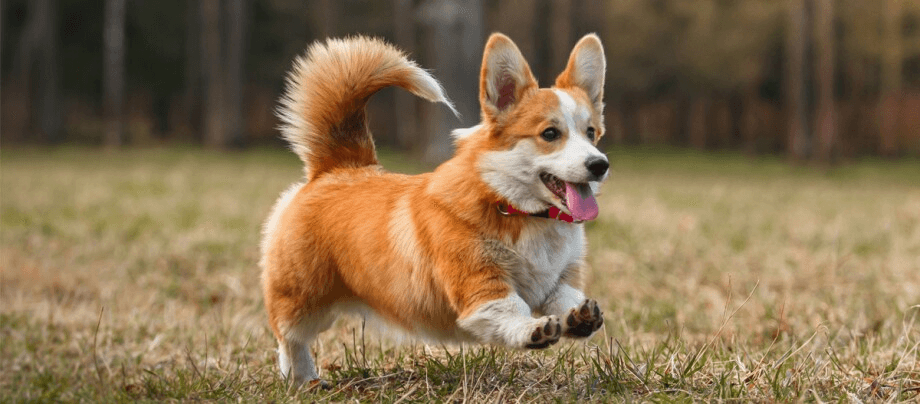 Corgis – large dogs on short legs