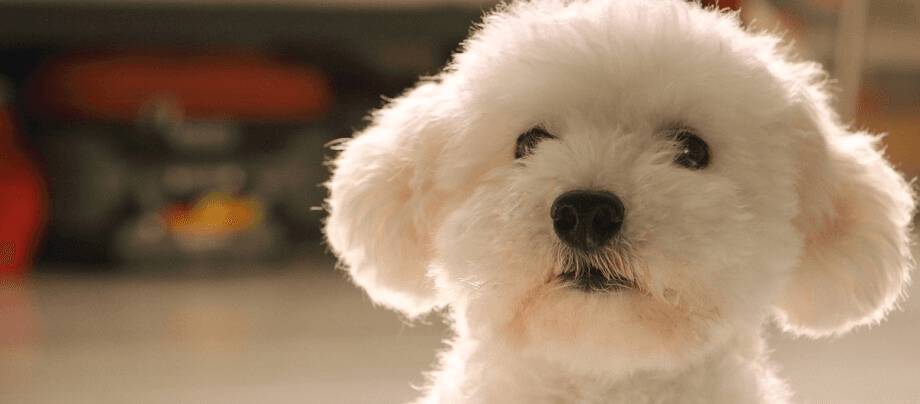 Bolognese – from the lapdog of the nobility to a cheerful family companion