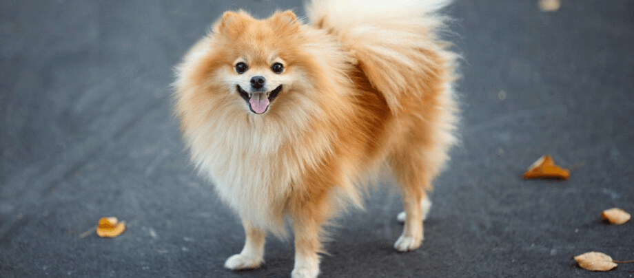 The lively Pomeranian Pomeranians are small, but mighty!
