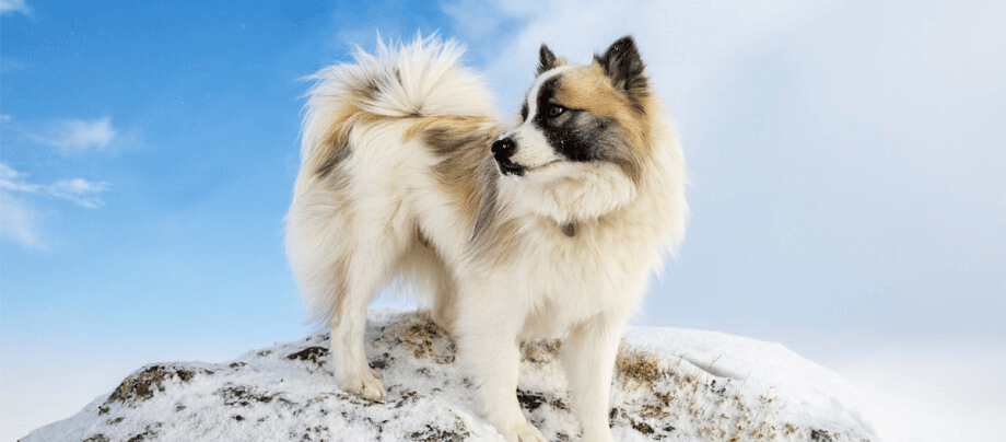 Icelandic Dog – versatile guard and family dog from the island