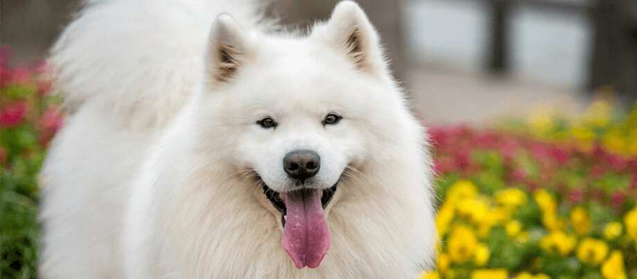 Samoyed – the big dog soul from the vastness of Siberia