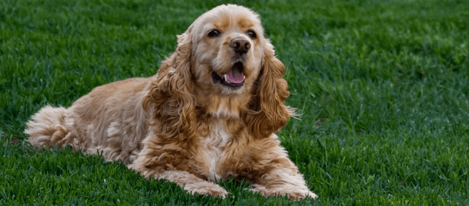 American Cocker Spaniel – an animal companion for young and old