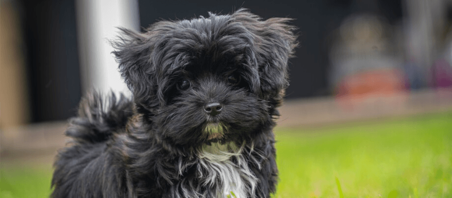 Bolonka Zwetna: charming sunshine with a lot of power