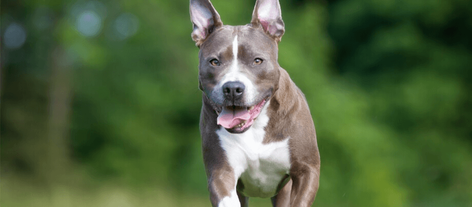 American Staffordshire Terrier – strong American with a loyal soul