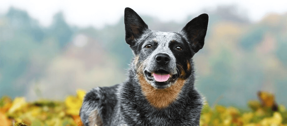 The Australian Cattle Dog – Workaholic on Four Paws