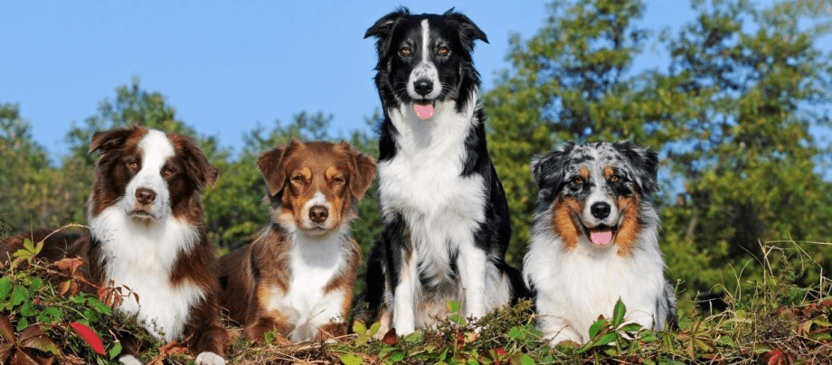 Australian Shepherd – workaholic bundle of energy with demands