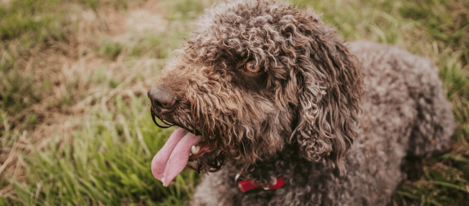 Barbet: intrepid swimmer and proud "beard wearer"