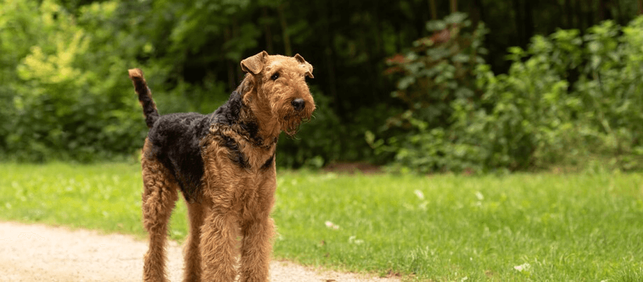 Airedale Terrier – loyal, playful and alert family dog