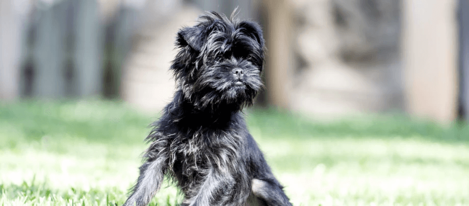 Affenpinscher: A Rare Small Dog with Mischievous Charm