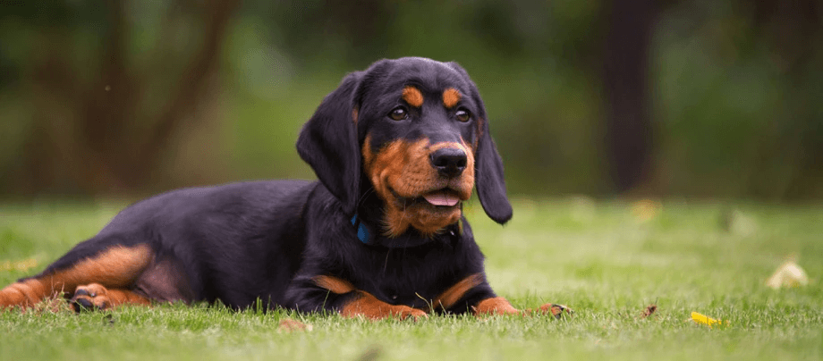 Alpine Dachsbracken – stable, robust and a passionate hunter