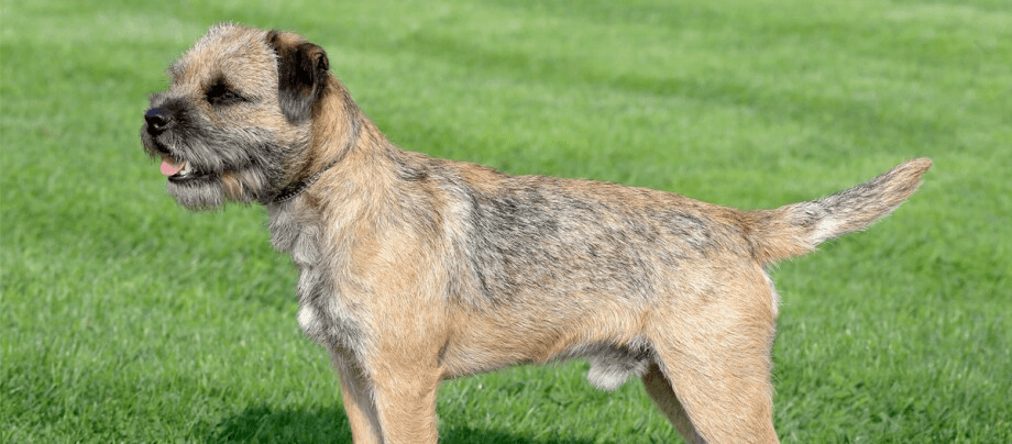 Border Terrier – a smart character dog with a heart