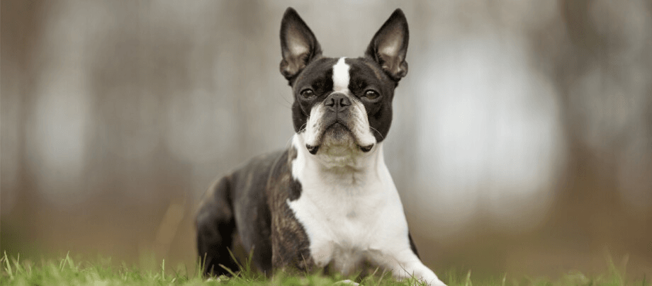 Boston Terrier – the friendly "American Gentleman"