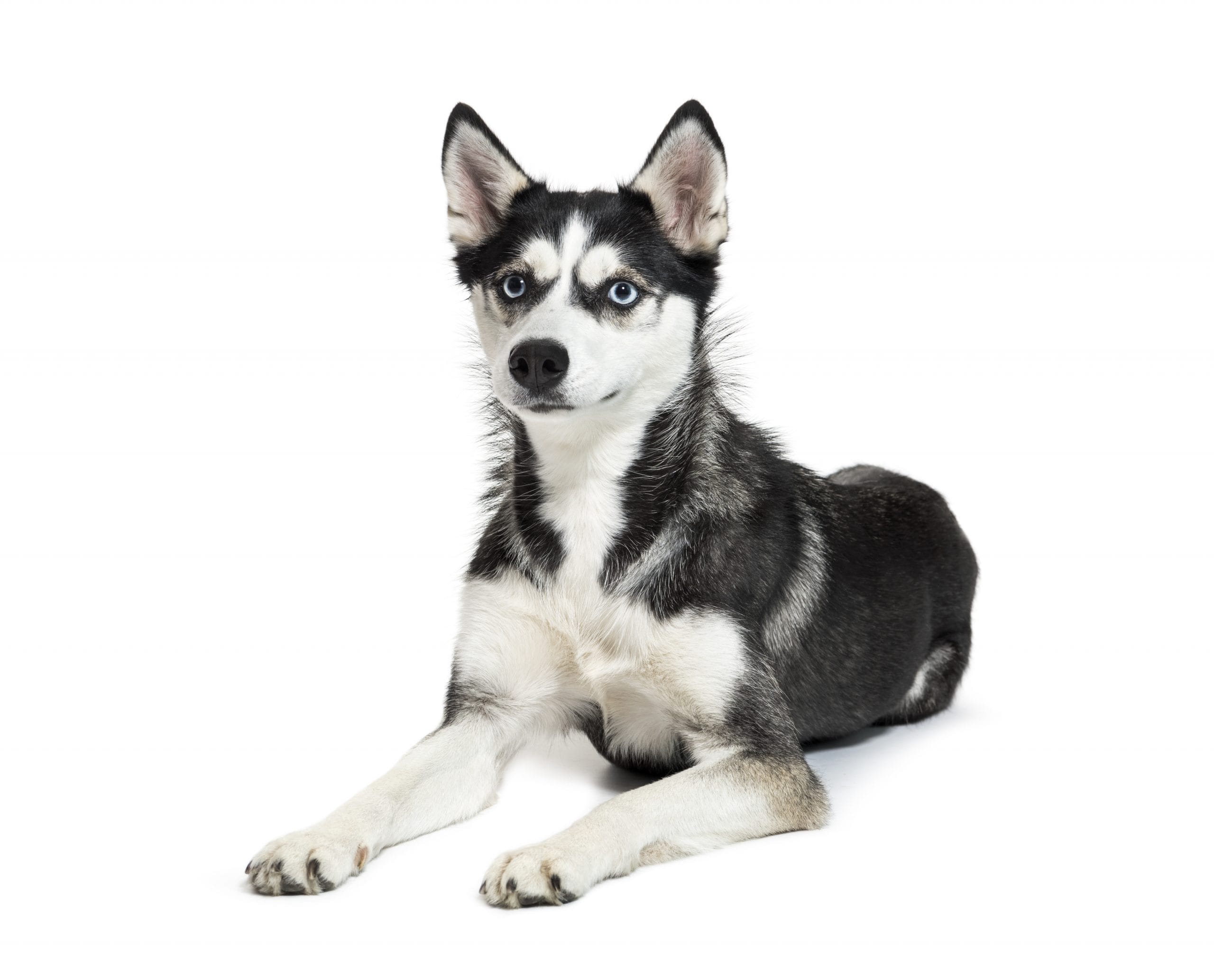 Breed Overview: Alaskan Klee Kai